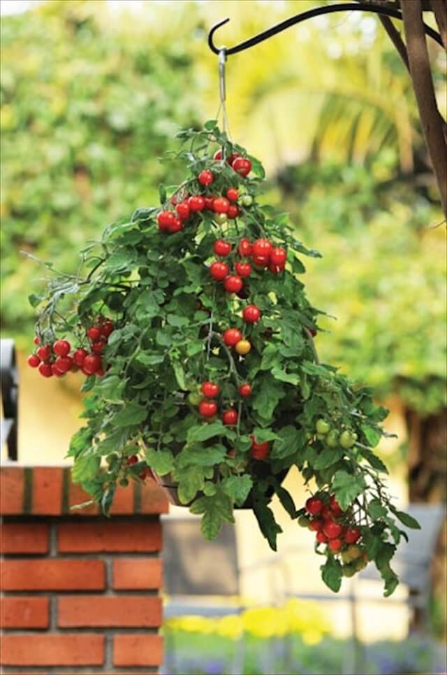 10 DIY Hanging Basket Vertical Garden | DIY to Make