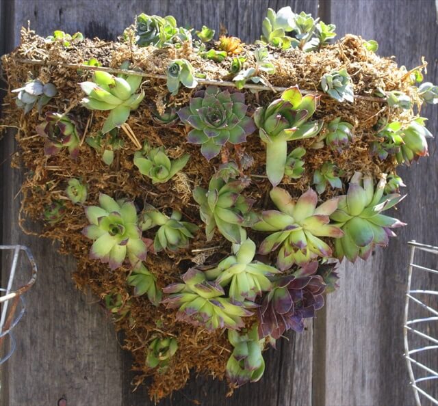10 DIY Hanging Basket Vertical Garden | DIY to Make