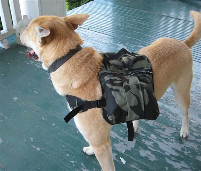  Doggy Backpack