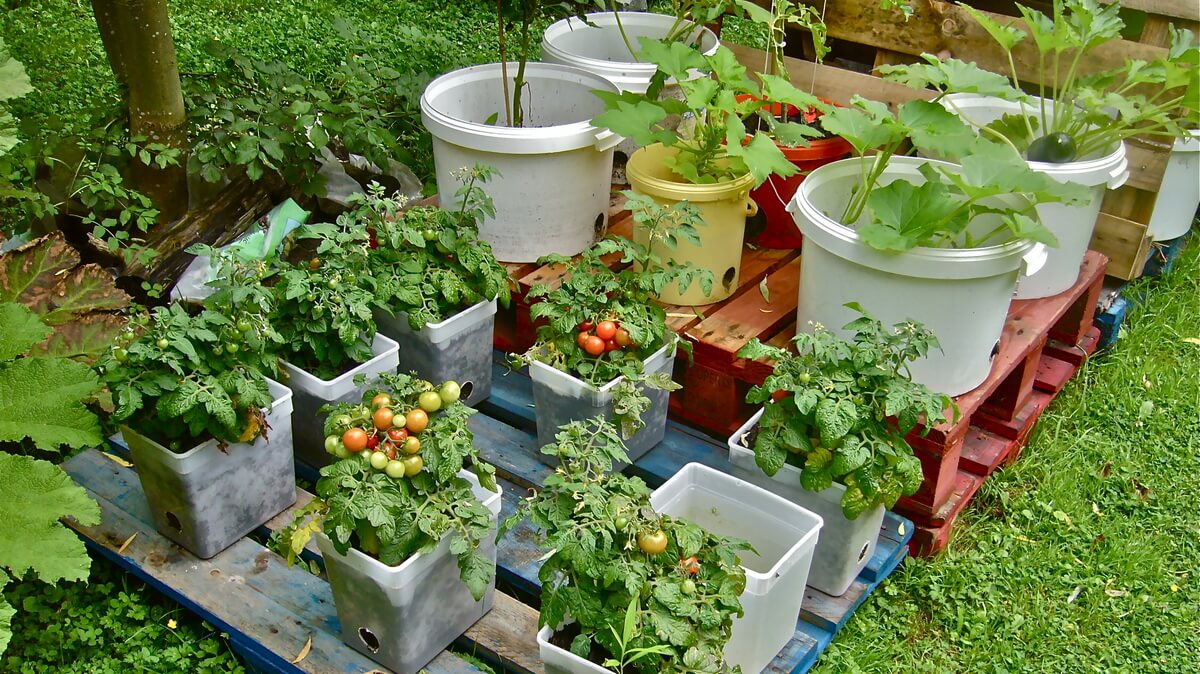 container sayur containers jardinagem potted vegetables tanam pasu impiana advantages rotation unusual planters hortas