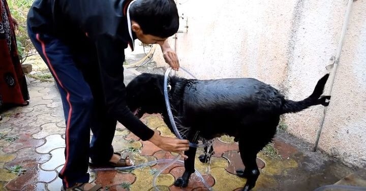 DIY Dog Washer Ring Idea
