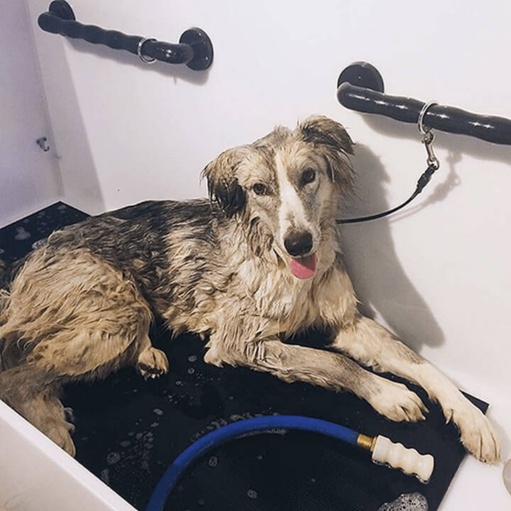 32 Best DIY Dog Washing Ideas That You Will Love DIY to Make