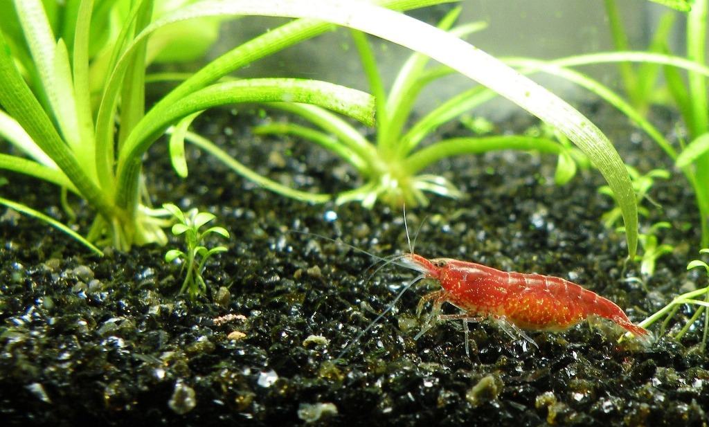 Provide a place for the shrimp to hide from each other